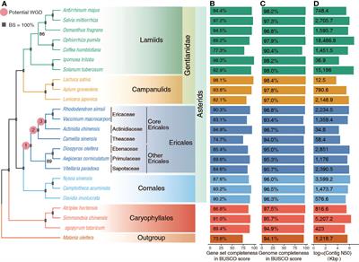 Potential allopolyploid origin of Ericales revealed with gene-tree reconciliation